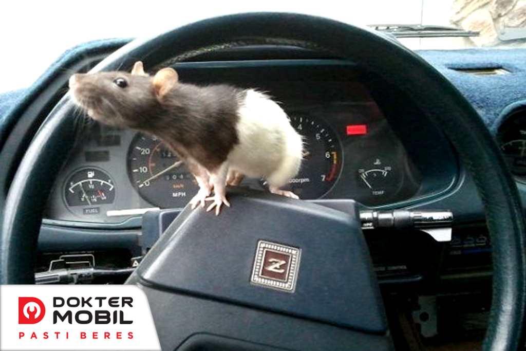 anti tikus mobil