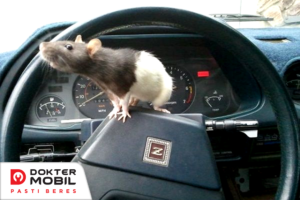 anti tikus mobil