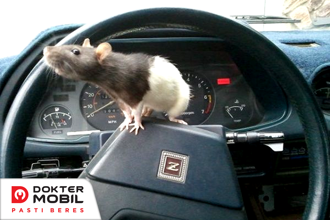 anti tikus mobil