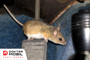 tips agar mobil tidak dimasuki tikus