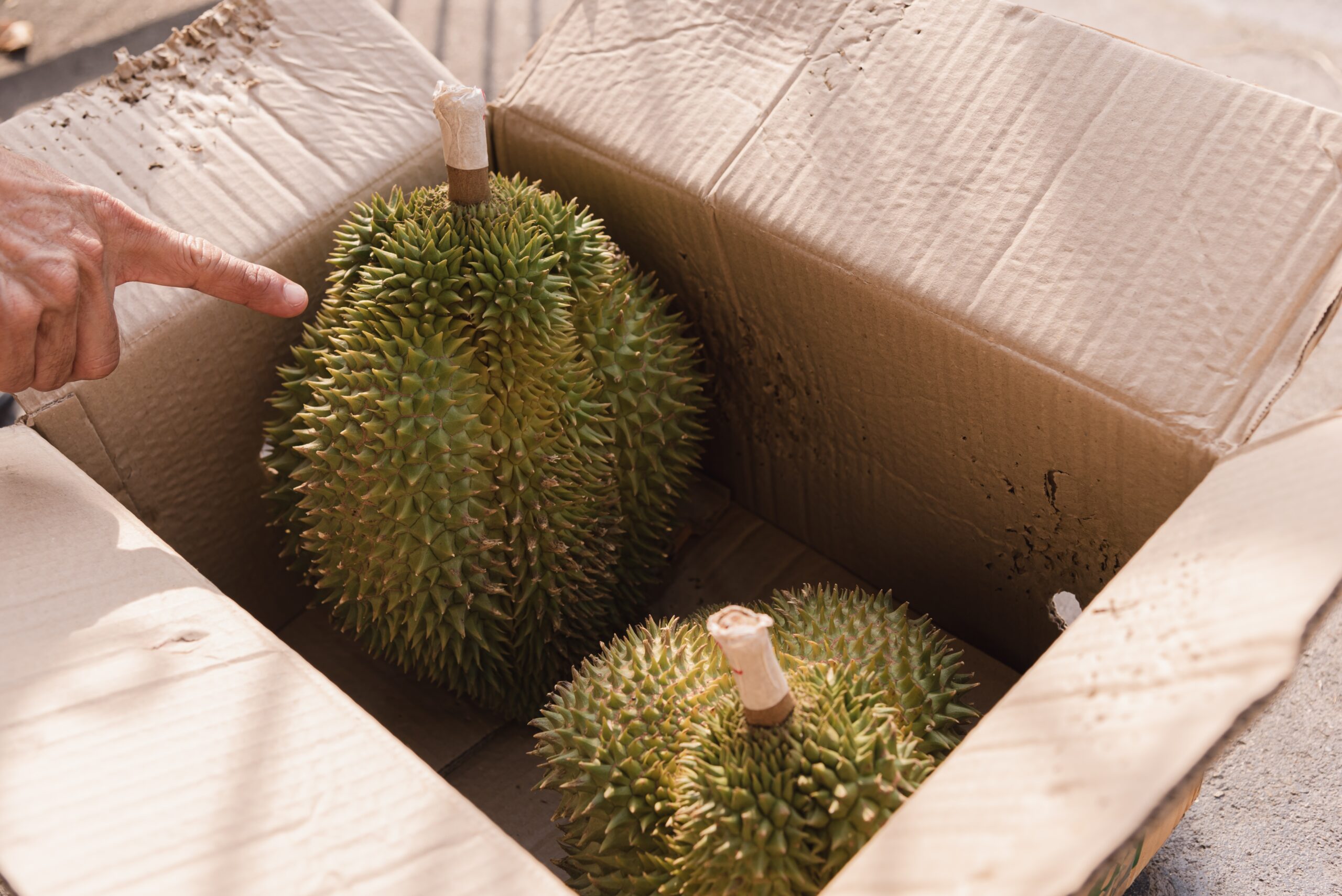 5 Tips Cara Bawa Durian di Mobil Agar Tidak Bau